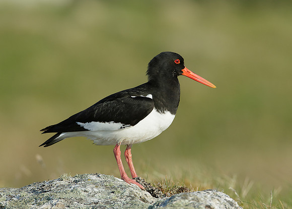 Oystercatcher Haematopus ostralegus