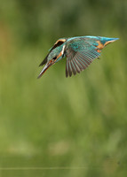 Kingfisher Alcedo atthis