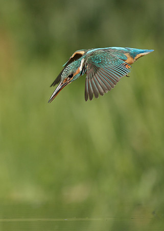 Kingfisher Alcedo atthis