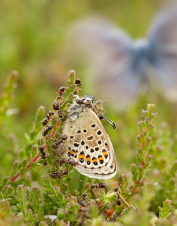 Silver-studded Blue Plebejus argus