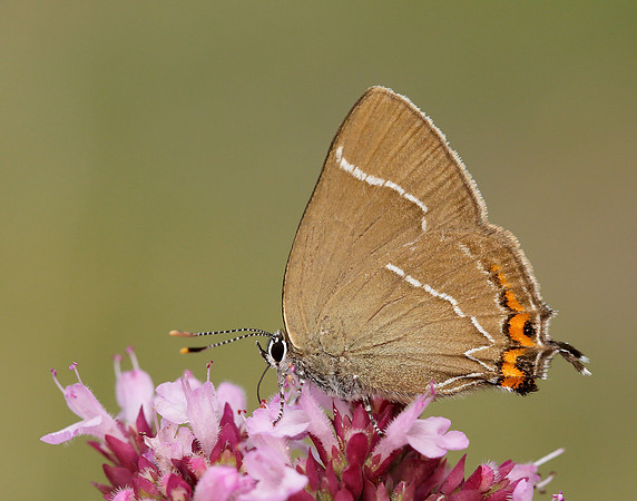 White-letter Hairstreak Satyrium w-album