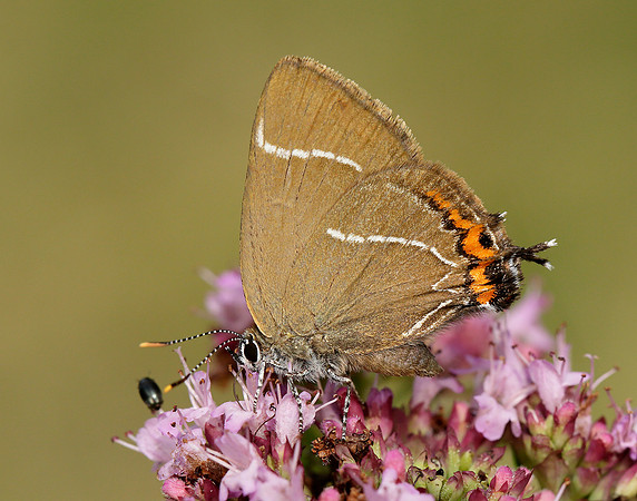 White-letter Hairstreak Satyrium w-album