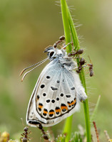 Silver-studded Blue Plebejus argus