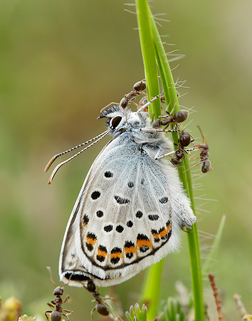 Silver-studded Blue Plebejus argus