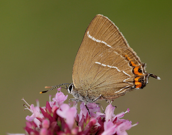 White-letter Hairstreak Satyrium w-album