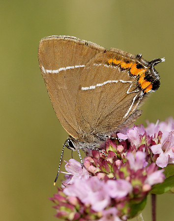 White-letter Hairstreak Satyrium w-album