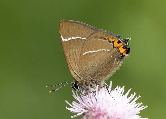 White-letter Hairstreak Satyrium w-album
