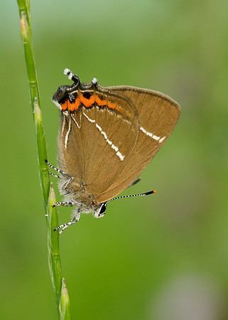 White-letter Hairstreak Satyrium w-album