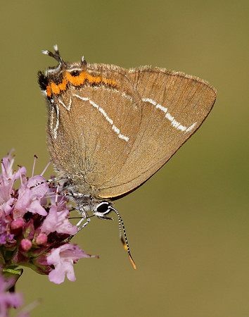 White-letter Hairstreak Satyrium w-album