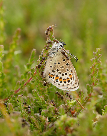 Silver-studded Blue Plebejus argus