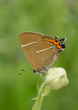 White-letter Hairstreak Satyrium w-album