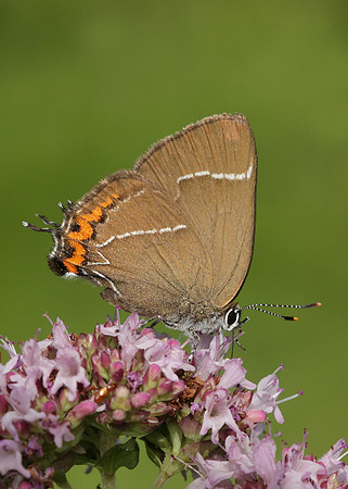 White-letter Hairstreak Satyrium w-album
