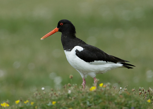 Oystercatcher Haematopus ostralegus