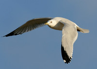 Ring-billed Gull Larus delawarensis