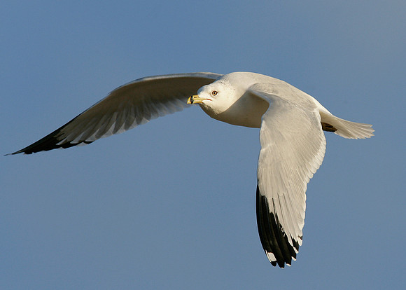 Ring-billed Gull Larus delawarensis