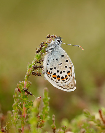 Silver-studded Blue Plebejus argus
