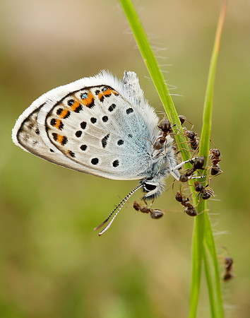 Silver-studded Blue Plebejus argus