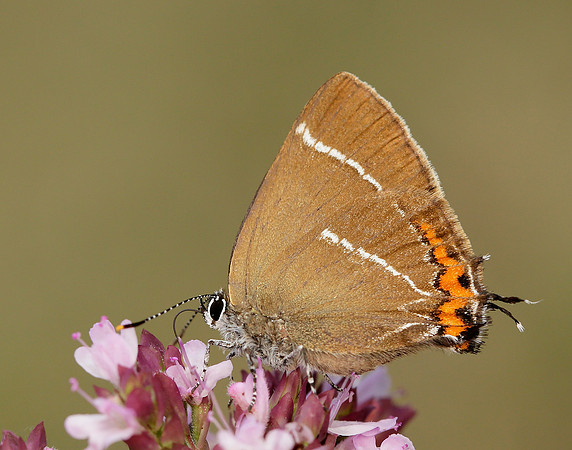 White-letter Hairstreak Satyrium w-album