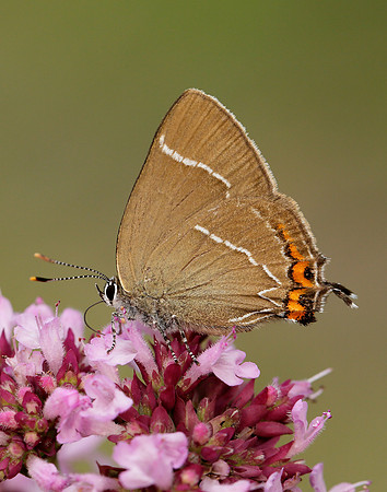 White-letter Hairstreak Satyrium w-album