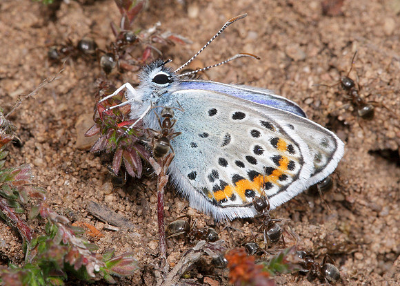 Silver-studded Blue Plebejus argus