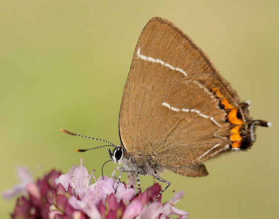 White-letter Hairstreak Satyrium w-album