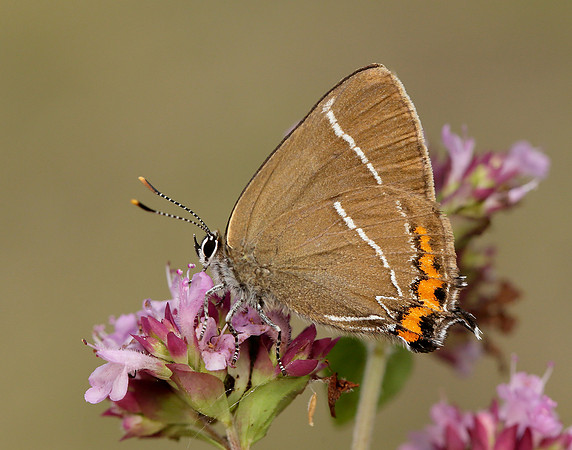 White-letter Hairstreak Satyrium w-album