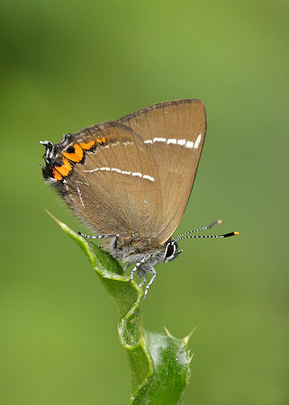 White-letter Hairstreak Satyrium w-album