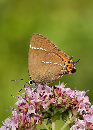 White-letter Hairstreak Satyrium w-album