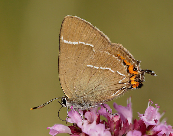 White-letter Hairstreak Satyrium w-album