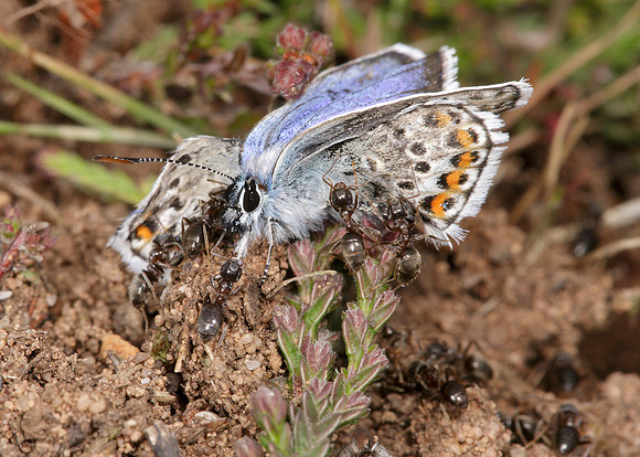 Silver-studded Blue Plebejus argus