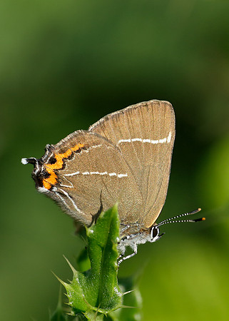 White-letter Hairstreak Satyrium w-album