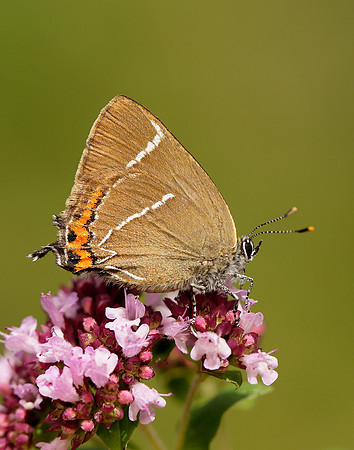 White-letter Hairstreak Satyrium w-album