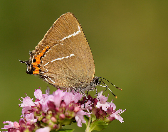 White-letter Hairstreak Satyrium w-album