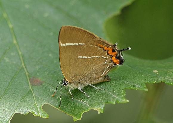 White-letter Hairstreak Satyrium w-album