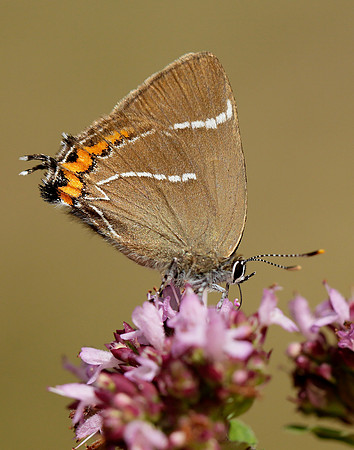 White-letter Hairstreak Satyrium w-album