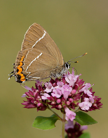 White-letter Hairstreak Satyrium w-album