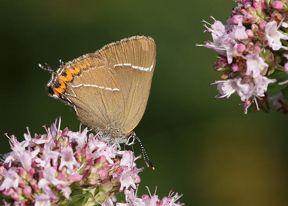 White-letter Hairstreak Satyrium w-album