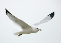 Ring-billed Gull Larus delawarensis