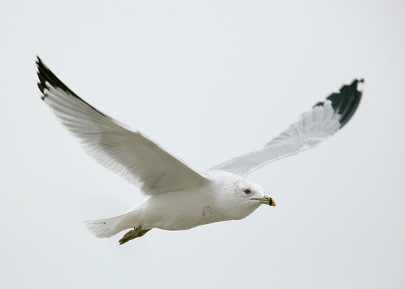 Ring-billed Gull Larus delawarensis