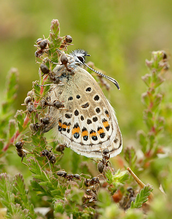 Silver-studded Blue Plebejus argus