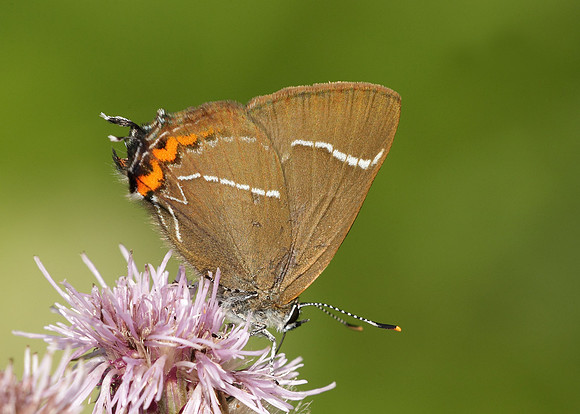 White-letter Hairstreak Satyrium w-album