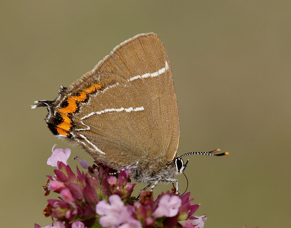 White-letter Hairstreak Satyrium w-album