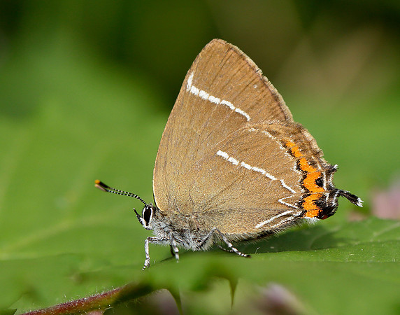 White-letter Hairstreak Satyrium w-album