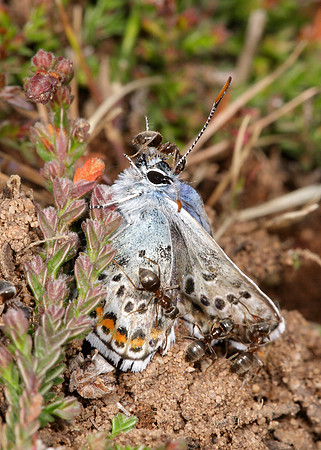 Silver-studded Blue Plebejus argus