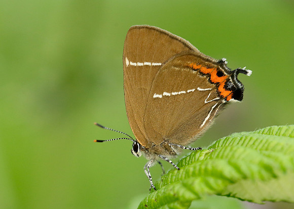 White-letter Hairstreak Satyrium w-album