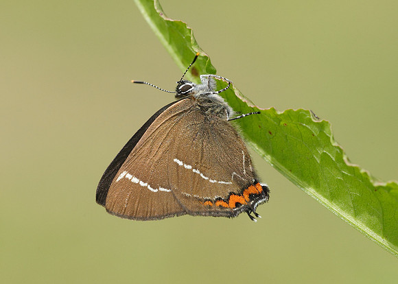 White-letter Hairstreak Satyrium w-album
