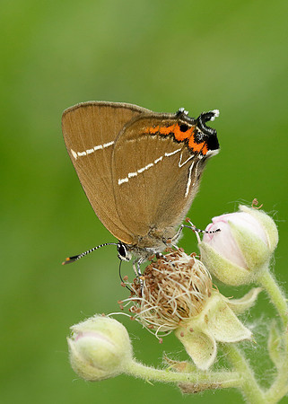 White-letter Hairstreak Satyrium w-album