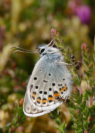 Silver-studded Blue Plebejus argus