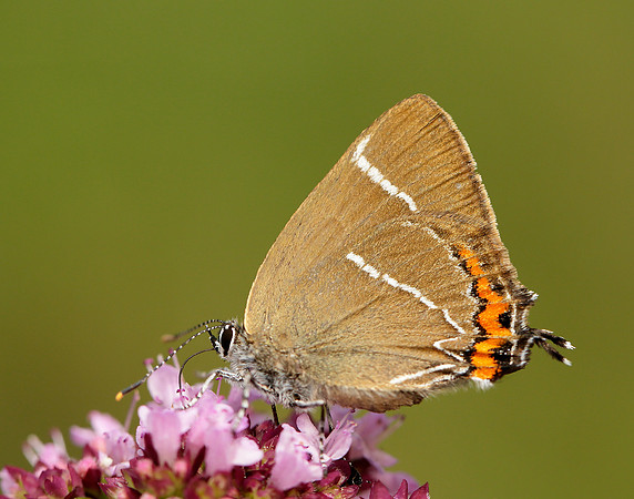 White-letter Hairstreak Satyrium w-album
