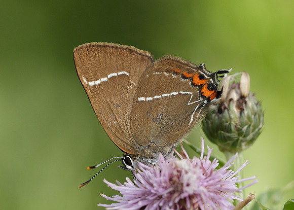 White-letter Hairstreak Satyrium w-album